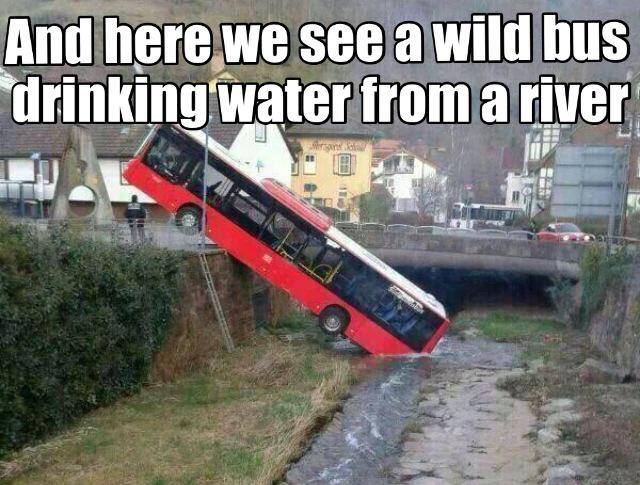 and-here-we-see-a-wild-bus-drinking-water-from-a-river.jpg