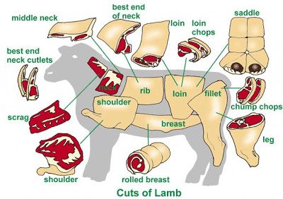 lamb.bmp