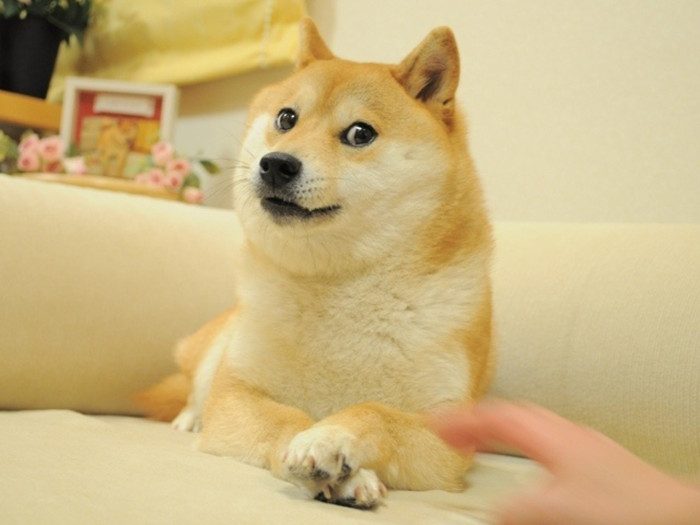 plainDoge-700x525.jpg