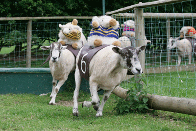 sheep-racing.gif