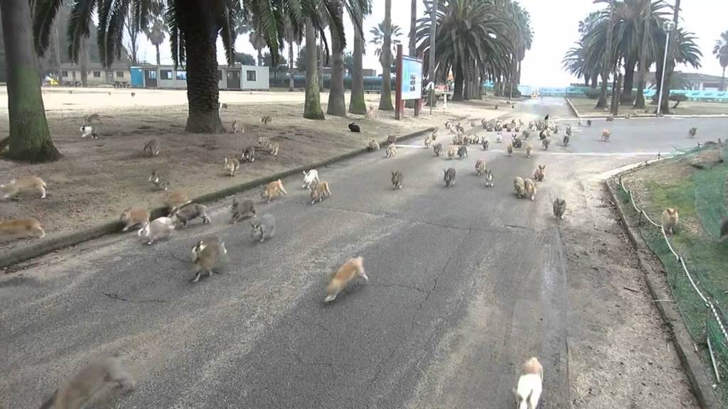 Rabbit-Island-%C5%8Ckunoshima-Japan1.jpg