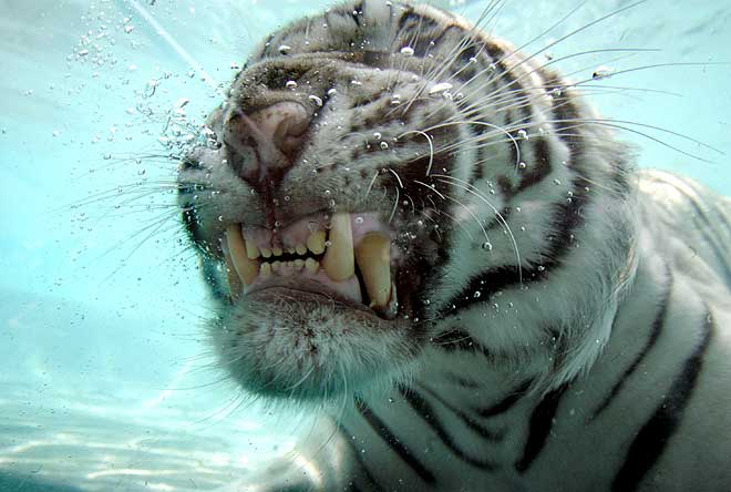 amazing-white-tiger-under-water5.jpg
