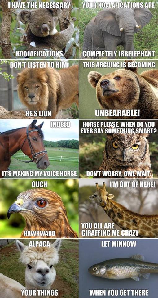 Funny-Animal-memes.jpg