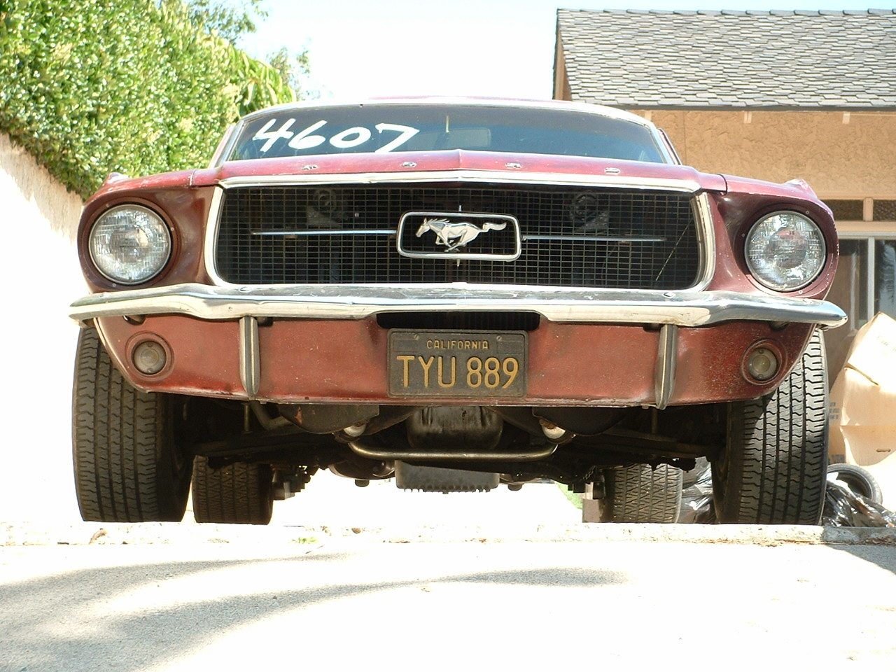 mustangdscf0008.jpg