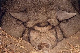 fatpig.jpg