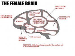 brain.jpg