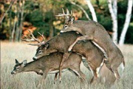 fpdeerthreesome.jpg
