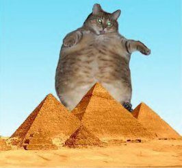 fat cat.jpg