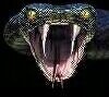 da snake2.jpg