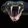 untitled.gif