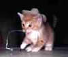 cat.jpg