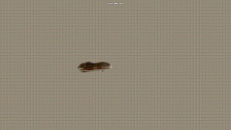 3DSimED3.gif