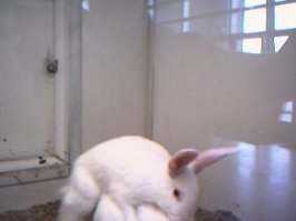 rabbit.jpg