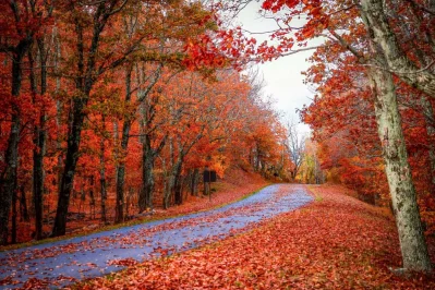 Fall-Color.webp