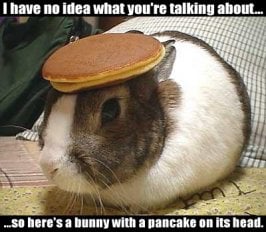 bunny_102.jpg