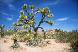 jtree.jpg