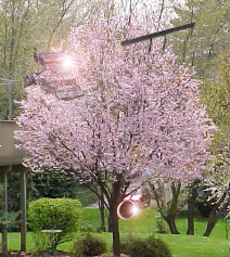 the_tree.psd.jpg