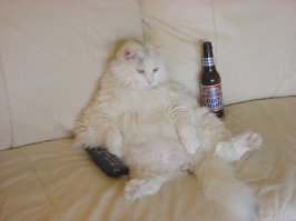 cat1.jpg