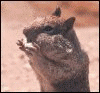 animation3.gif