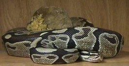 ballpython1.jpg