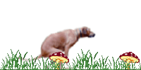 sn00pieslawn.gif