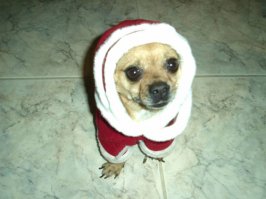 doggy.jpg