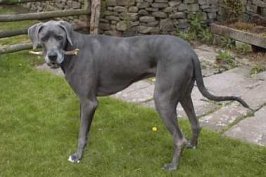 kanestick(small).jpg