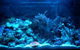 fishtank02.jpg