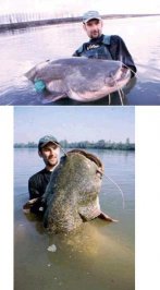 catfish01.jpg