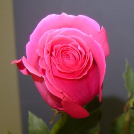 dsc01741.jpg