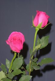 dsc01742.jpg