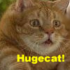 hugecatav.jpg
