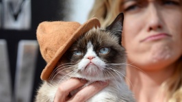 GRUMPY CAT.jpg