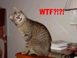 wtf_cat.jpg