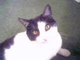 josh_cat.jpg