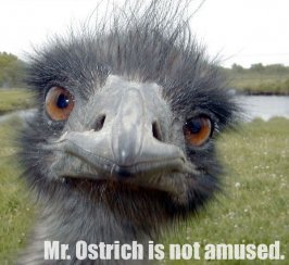 ostrich_notamused_1.jpg