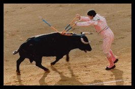 bull.jpg