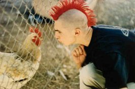 cocks.jpg