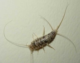 silverfish.jpg