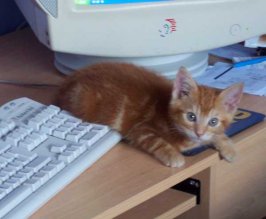 catandmouse.jpg