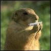weed-smokin-groundhog.jpg