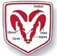 DodgeVagina.jpg