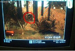 Bigfoot.jpg