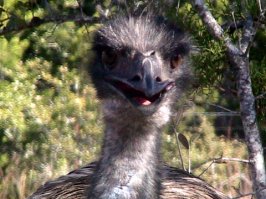 emu.jpg