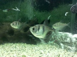 Black widow tetra.jpg
