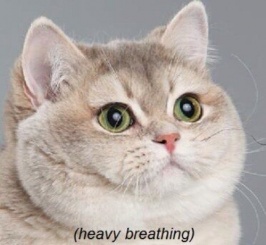 heavy-breathing-cat.jpg heavy-breathing-cat.jpg