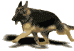 HondinBeweging_1__running_gsd.gif