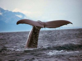 Whale%20Tail.jpg