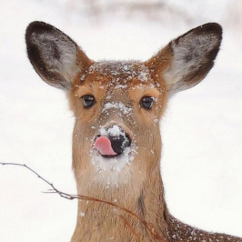 Deer Licking Lips.png