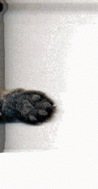 dolly.gif